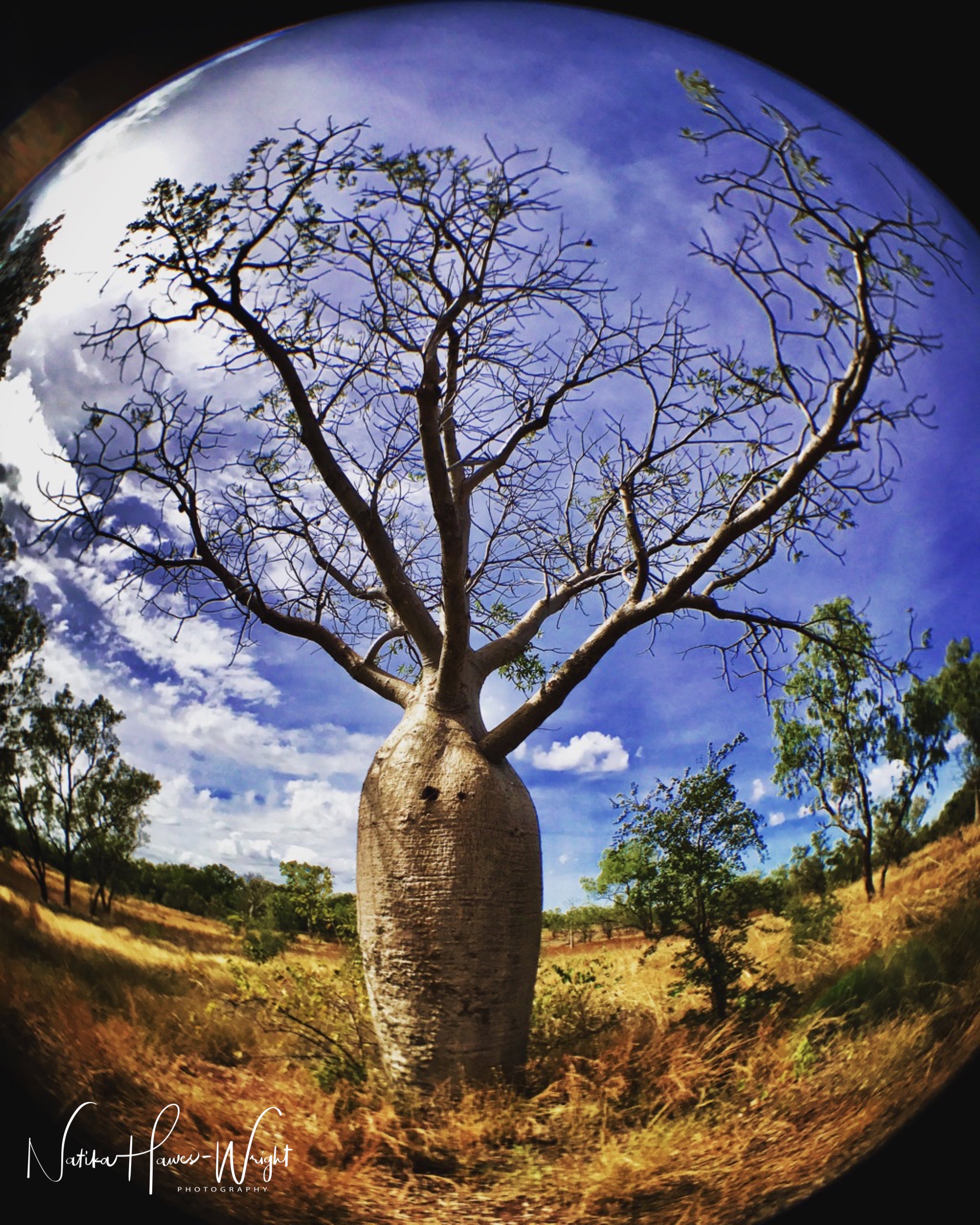 Boab prison Tree, Wyndham Kimberley Croc Motel