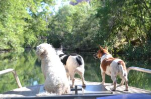 Pet Friendly Guide to Kununurra Kimberley Croc Motel