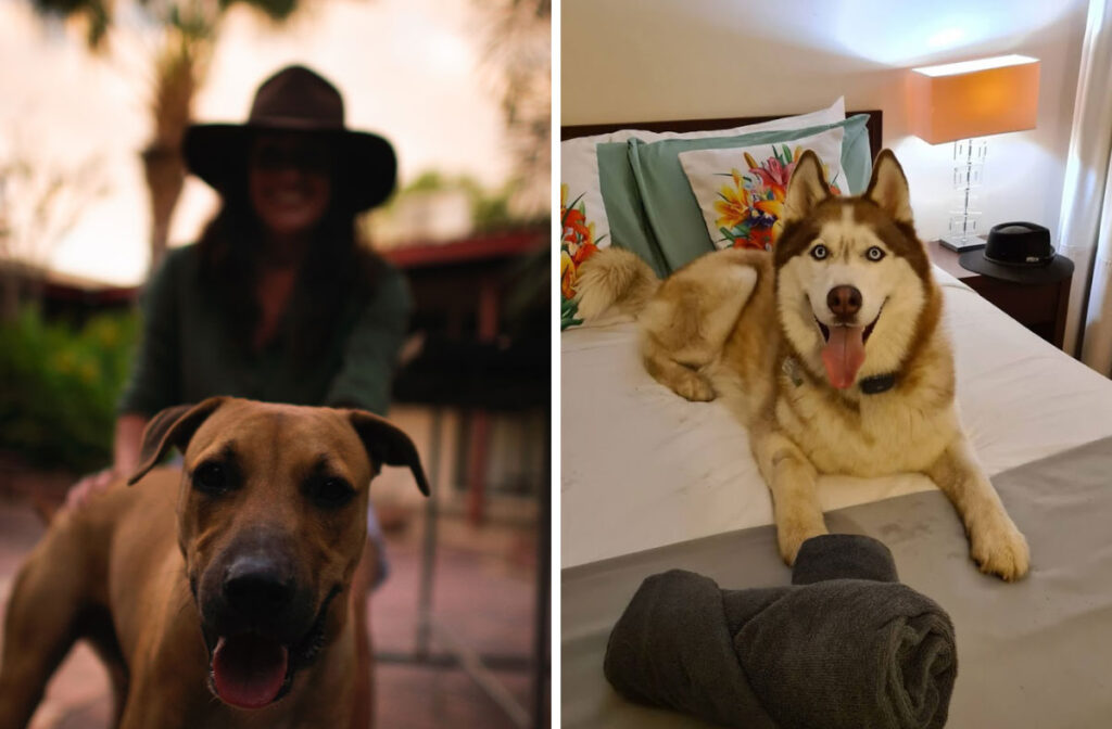 Pet Friendly Guide To Kununurra Kimberley Croc Motel